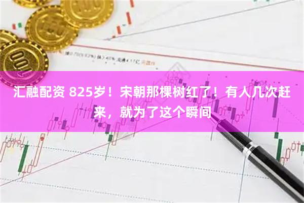 汇融配资 825岁！宋朝那棵树红了！有人几次赶来，就为了这个瞬间